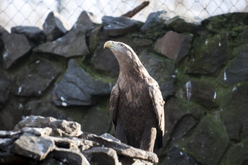 White-tailed eagle, Haliaeetus albicilla