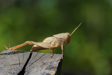 Image of brown grasshopper on the timber. Insect. Animal.