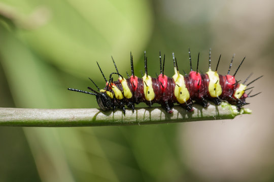 Image of a Caterpillar leopard lacewing(Cethosis cyane euanthes) on a branch. Insect. Animal