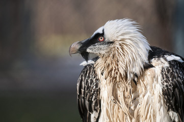Portrait of a beard vulture