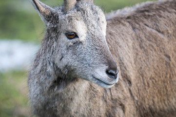 Female blue sheep closeup