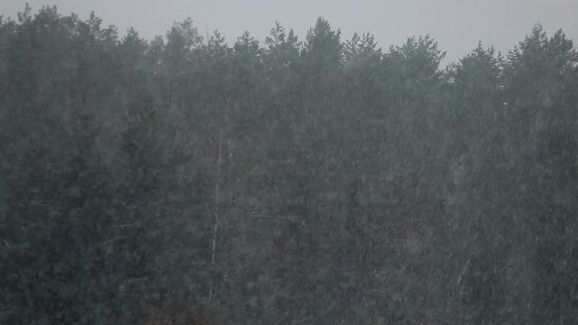 snowfall against the background of a spruce dark forest.
