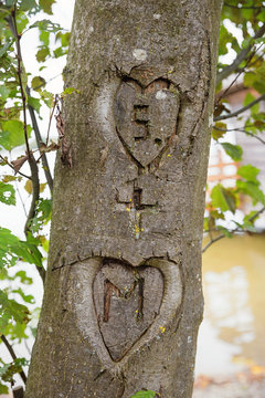 Zwei Herzen mit Initialen, in den Baumstamm geritzt