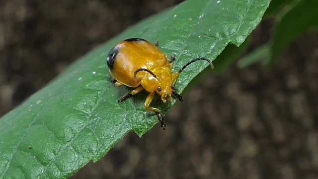 Assassin bug beetle (Chrysocoris stollii) on leaves in tropical rain forest.