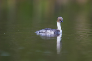 Silvery Grebe, Patagonia, Argentina