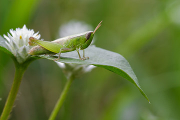 Image of green locust on green leaves. Insect Animal. (Caelifera., Acrididae)
