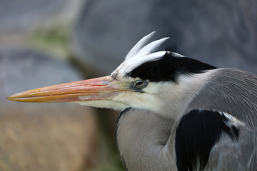 Graureiher bei der Jagd auf Beute