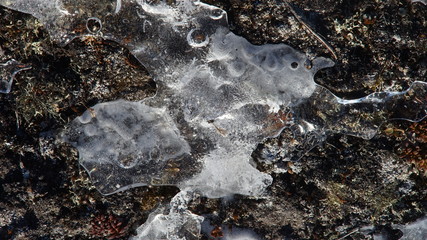 ice bird