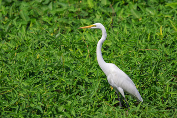 Image of great egret(Ardea alba) on the natural background. White Bird. Animal.