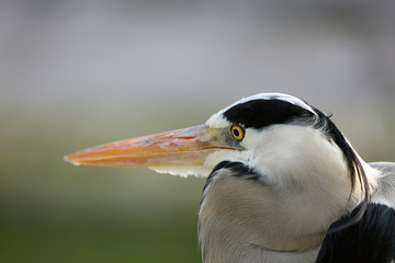 Graureiher bei der Jagd auf Beute