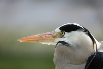 Graureiher bei der Jagd auf Beute