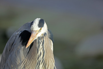 Graureiher bei der Jagd auf Beute