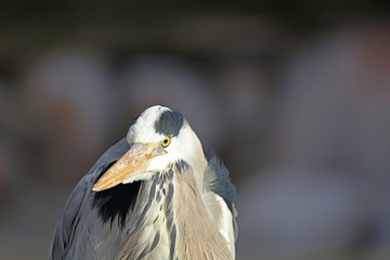 Graureiher bei der Jagd auf Beute