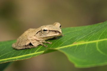 Image of Common Tree Frog (Polypedates leucomystax) on the green leaf. Amphibian., Animal.
