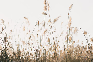 Fototapeta premium thicket of reeds
