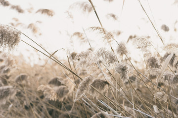 Obraz premium thicket of reeds