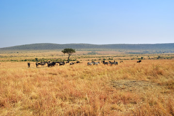 Fototapeta na wymiar Masai Mara, Kenya, Africa