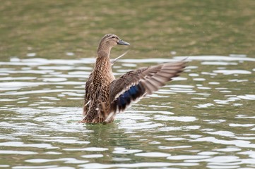 Obraz premium Female Mallard duck with spreading wings