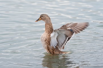 Female Mallard duck with spreading wings