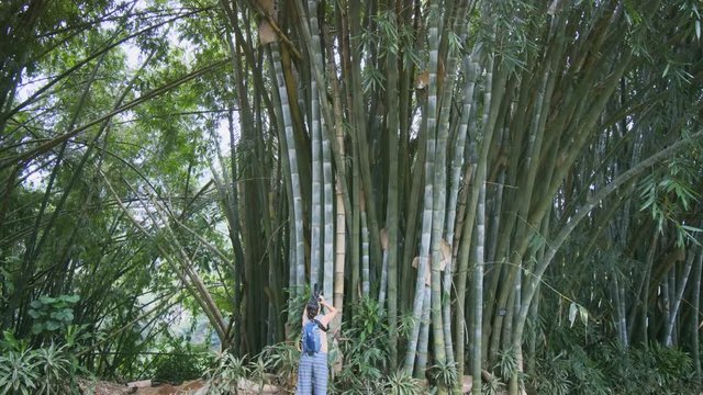 Giant bamboo and a tourist near this plant. Sri Lanka