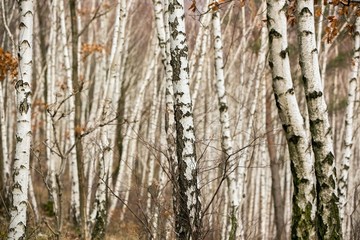 Fototapeta premium Birch autumn forest. Betula pendula (Silver Birch). Dense forest. White birch trees in row. Country Slovakia, Europe.