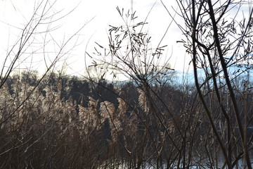 Winter nature. Sunny weather. Near the river.
