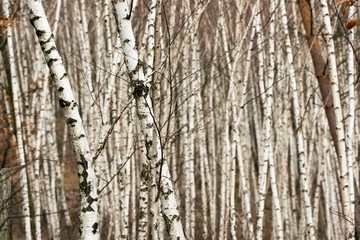 Obraz premium Birch autumn forest. Betula pendula (Silver Birch). Dense forest. White birch trees in row. Country Slovakia, Europe.