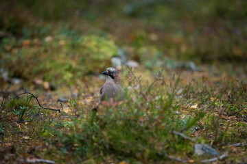 Garrulus glandarius. Expanded throughout Europe. Photographed in Finland. Wildlife of Finland. Beautiful picture. Bird. Free nature. From bird life. Karelia.