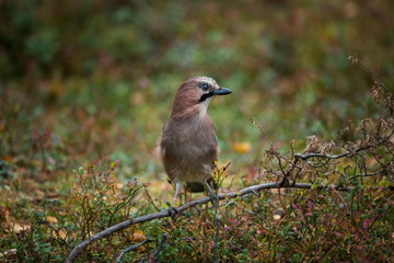 Garrulus glandarius. Expanded throughout Europe. Photographed in Finland. Wildlife of Finland. Beautiful picture. Bird. Free nature. From bird life. Karelia.