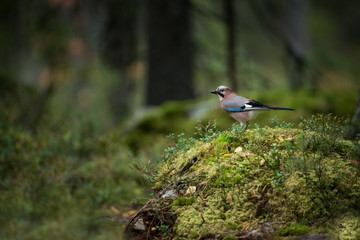 Garrulus glandarius. Expanded throughout Europe. Photographed in Finland. Wildlife of Finland. Beautiful picture. Bird. Free nature. From bird life. Karelia.