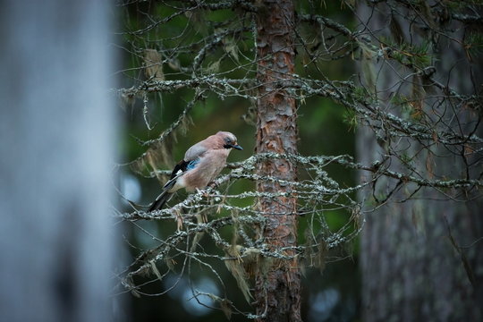 Garrulus glandarius. Expanded throughout Europe. Photographed in Finland. Wildlife of Finland. Beautiful picture. Bird. Free nature. From bird life. Karelia.