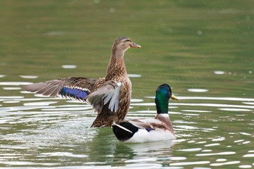 Female Thigh-headed Duck waving with wings