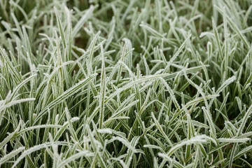 frost grass after a cold night in winter