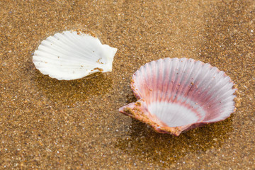 Seashells on the beach 4