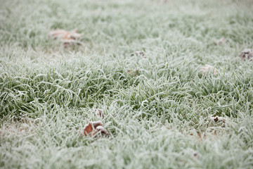 frost grass after a cold night in winter