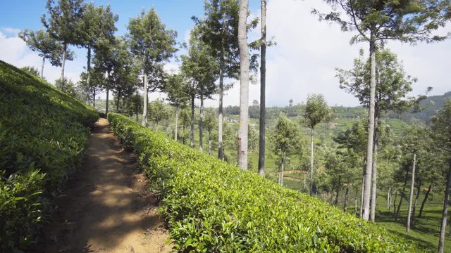 Dramatic Vista of Sri Lankan Hillside Tea Plantation