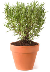 Rosmarin im Topf freigestellt