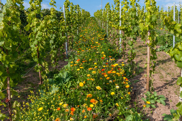 Ringelblumen im Weinberg