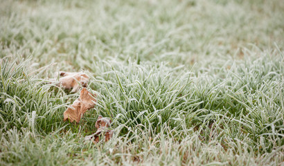 frost grass after a cold night in winter