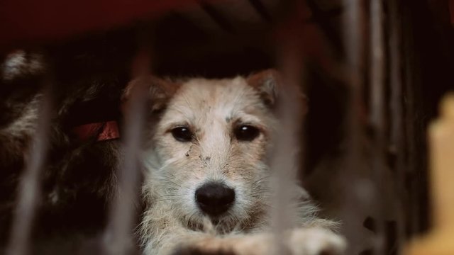 Puppy locked in the cage asking for help