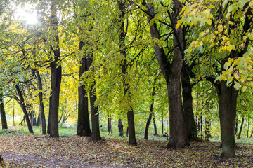 Naklejka premium Walking through the autumn city