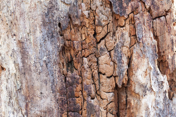 Old wood detailed texture background