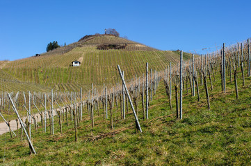 Weinberge am Scheurberg bei Neckarsulm