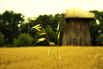Kłos pszenicy © teodormi