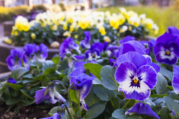 Blue Pansy