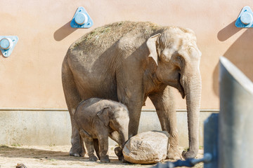 Fototapeta premium Little baby elephant and his mother on a walk