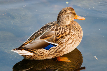 Wild duck in the water at the lake
