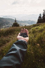 Черника в руке на фоне гор