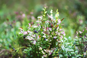 Wild blueberry in summer forest.
