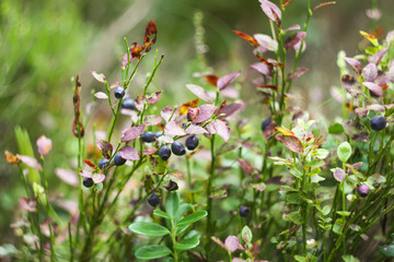 Wild blueberry in summer forest.